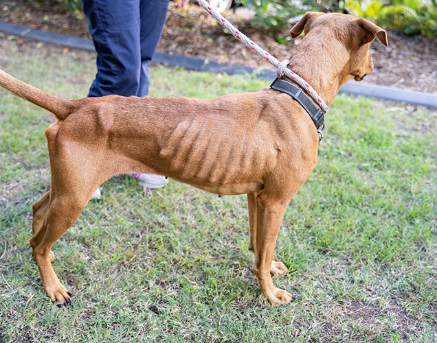 emaciated dog luna comes into rspca care